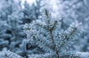frozen-fir-branches-1436071-s
